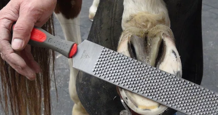 Farrier Product Distribution Bellota Top Level Rasp copy