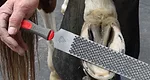 Farrier Product Distribution Inc. Bellota RAZOR+ Rasp_0421 copy