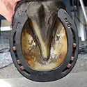 Farrier Product Distribution Kerckhaert SX-8 Bold Horseshoe_0222 copy
