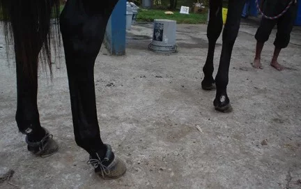 horse kicking rings