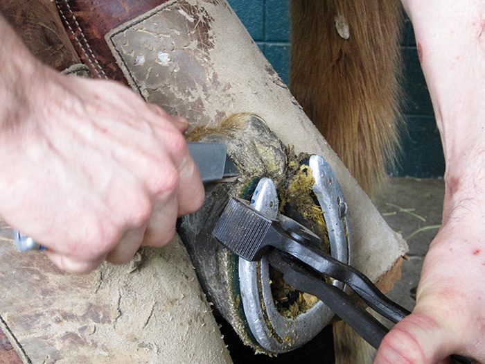 Farrier Tips How To Remove A GlueOn Horseshoe