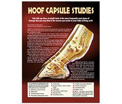 Hoof Capsule Studies