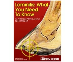 Laminitis: What You Need To Know