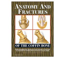 Anatomy And Fractures Of The Coffin Bone