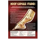 Hoof Capsule Studies