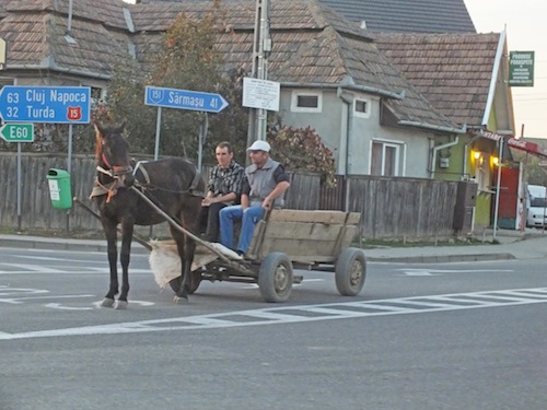 Many horses are used as work horses or for transportation like this cart horse.