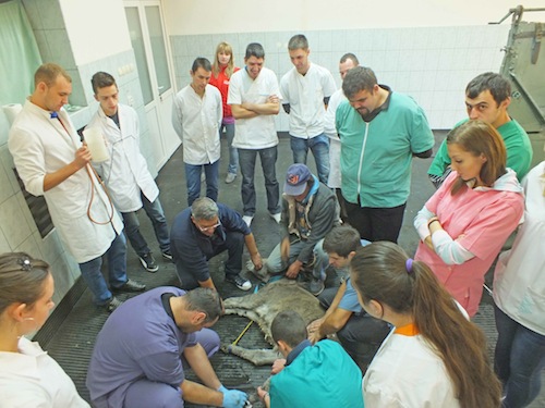 The Christian Veterinary Mission volunteers held a hands-on clinic at a Romanian university.
